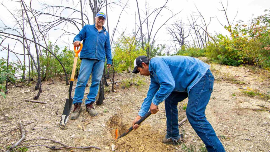 Reforestación en zonas específicas